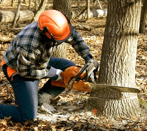 Tree Removal in Fuquay Varina, NC